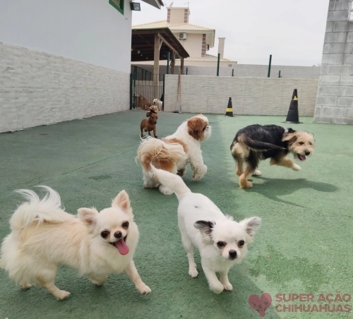 Nossos cães