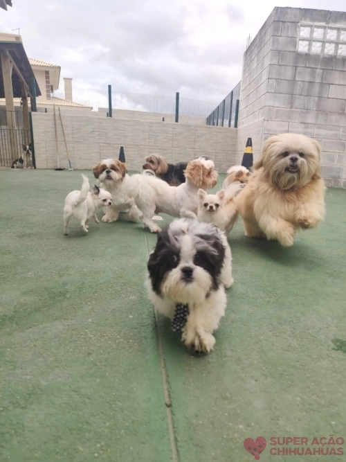 Nossos cães