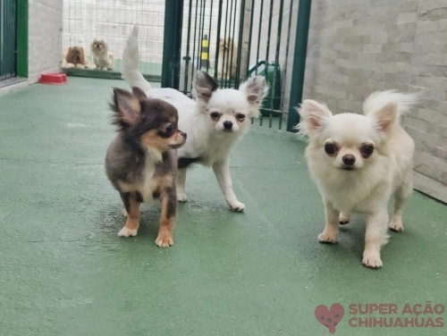 Nossos cães
